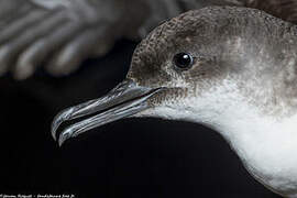 Yelkouan Shearwater