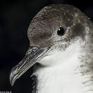 Puffin yelkouan