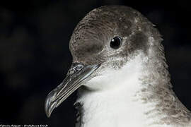 Yelkouan Shearwater