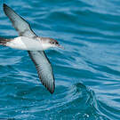 Puffin yelkouan