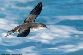 Yelkouan Shearwater