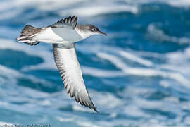 Yelkouan Shearwater