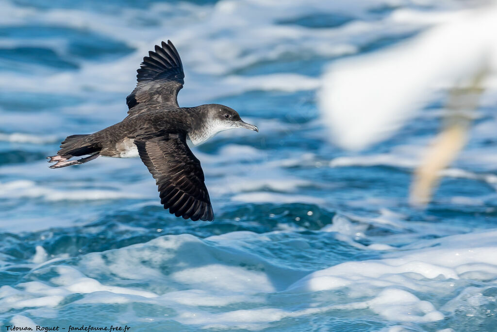 Yelkouan Shearwater