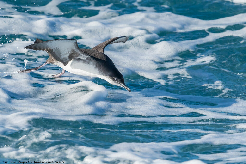 Puffin yelkouan