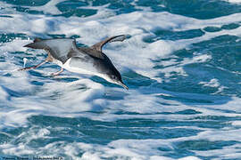 Yelkouan Shearwater