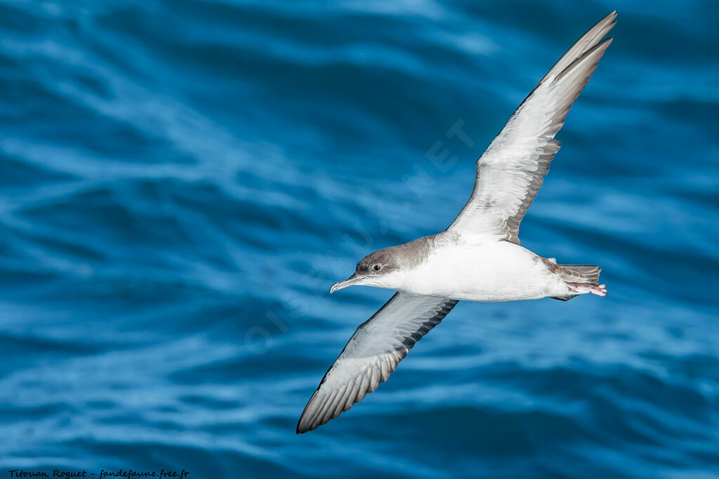 Yelkouan Shearwater