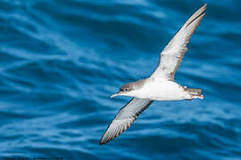 Yelkouan Shearwater