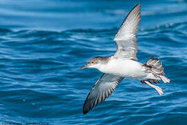 Yelkouan Shearwater