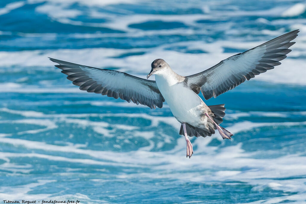 Puffin yelkouan