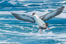 Puffin yelkouan