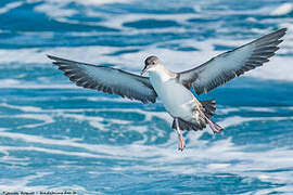 Yelkouan Shearwater