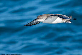 Yelkouan Shearwater