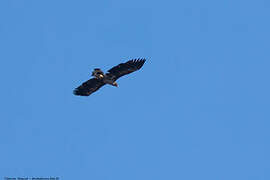 White-tailed Eagle