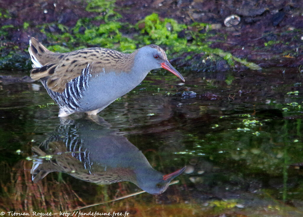 Water Rail, identification