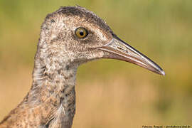 Water Rail