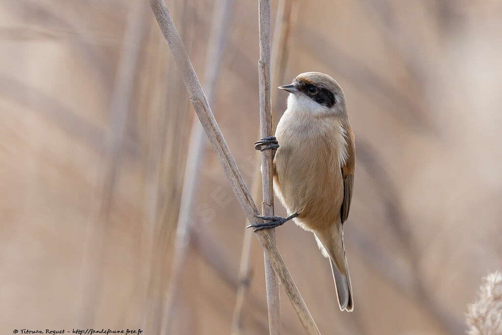 Eurasian Penduline Tit, identification