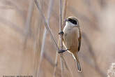 Rémiz penduline