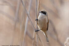 Rémiz penduline