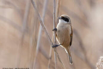 Rémiz penduline