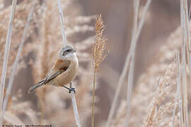 Eurasian Penduline Tit