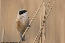 Eurasian Penduline Tit