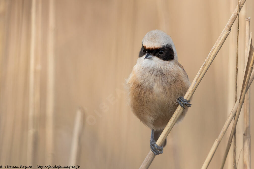 Eurasian Penduline Titadult, identification