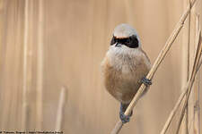 Rémiz penduline