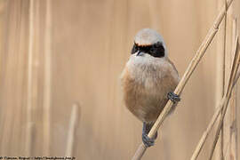 Eurasian Penduline Tit