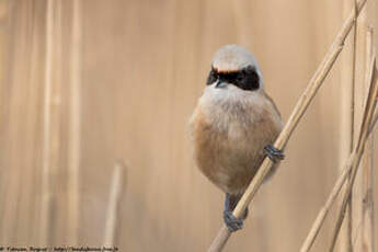 Rémiz penduline