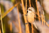 Rémiz penduline