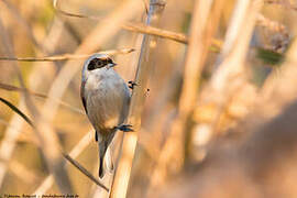 Rémiz penduline