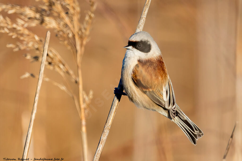 Rémiz penduline