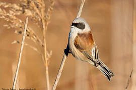 Eurasian Penduline Tit