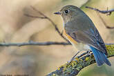 Robin à flancs roux