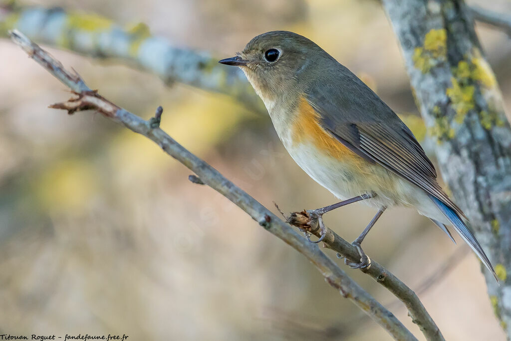 Robin à flancs roux