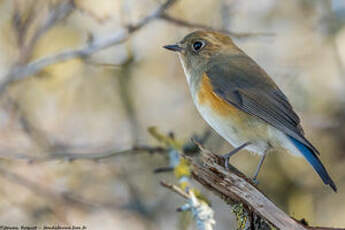 Robin à flancs roux