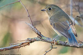 Red-flanked Bluetail