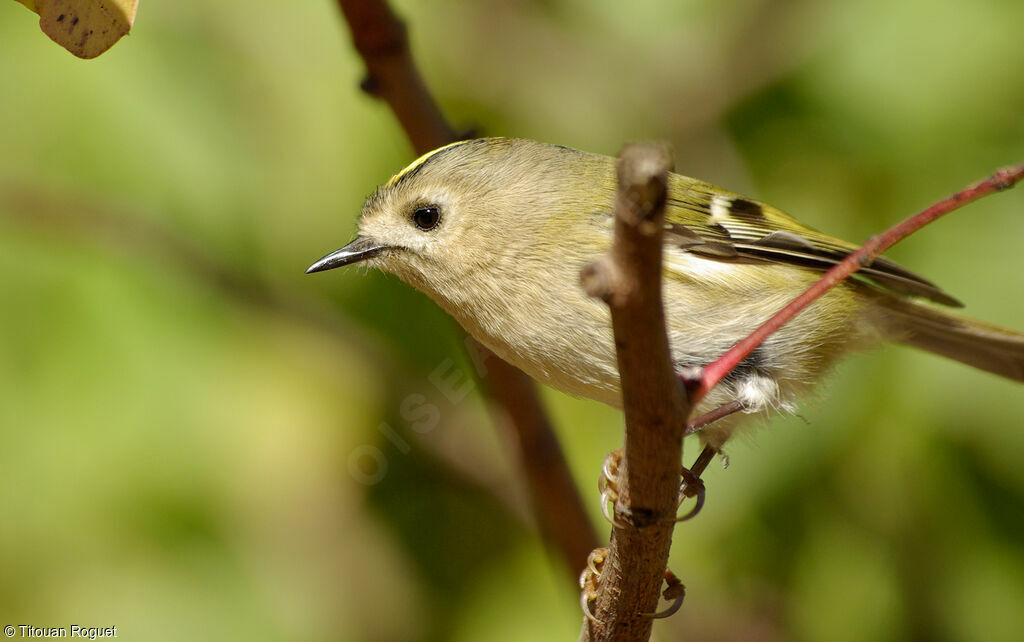 Roitelet huppé femelle adulte, identification