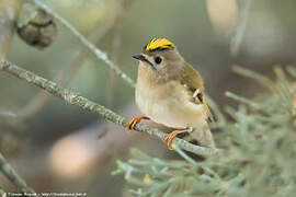 Goldcrest