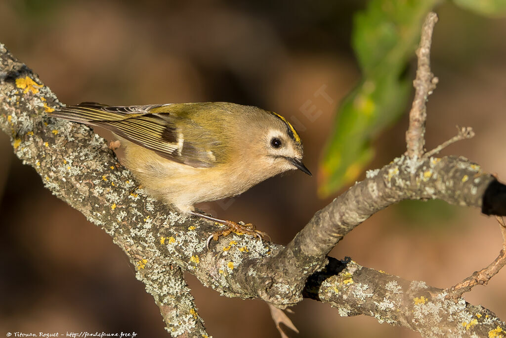 Goldcrest