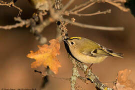 Goldcrest