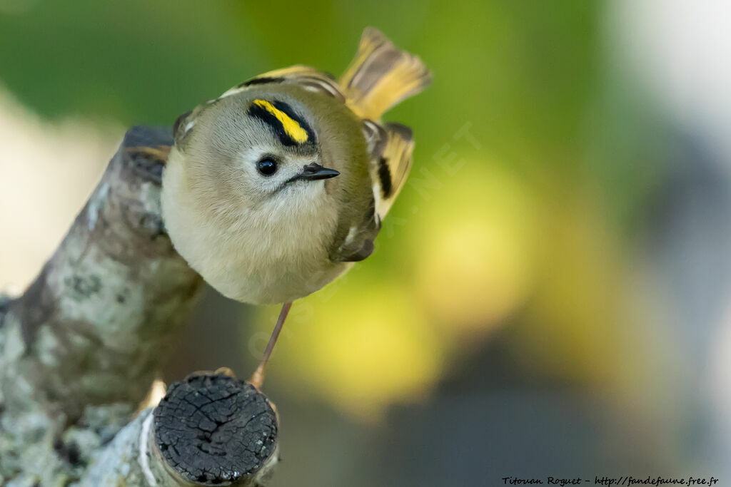 Goldcrest