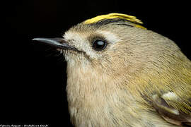 Goldcrest