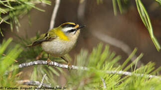 Common Firecrest