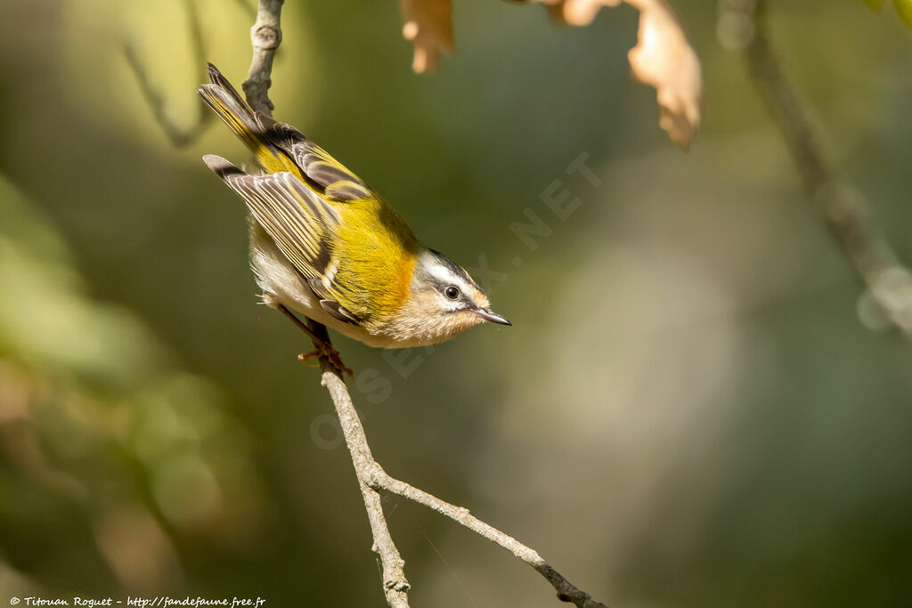 Common Firecrest, identification