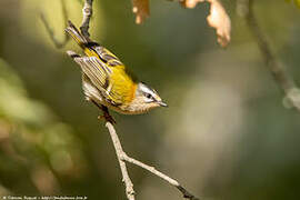 Common Firecrest