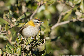 Common Firecrest