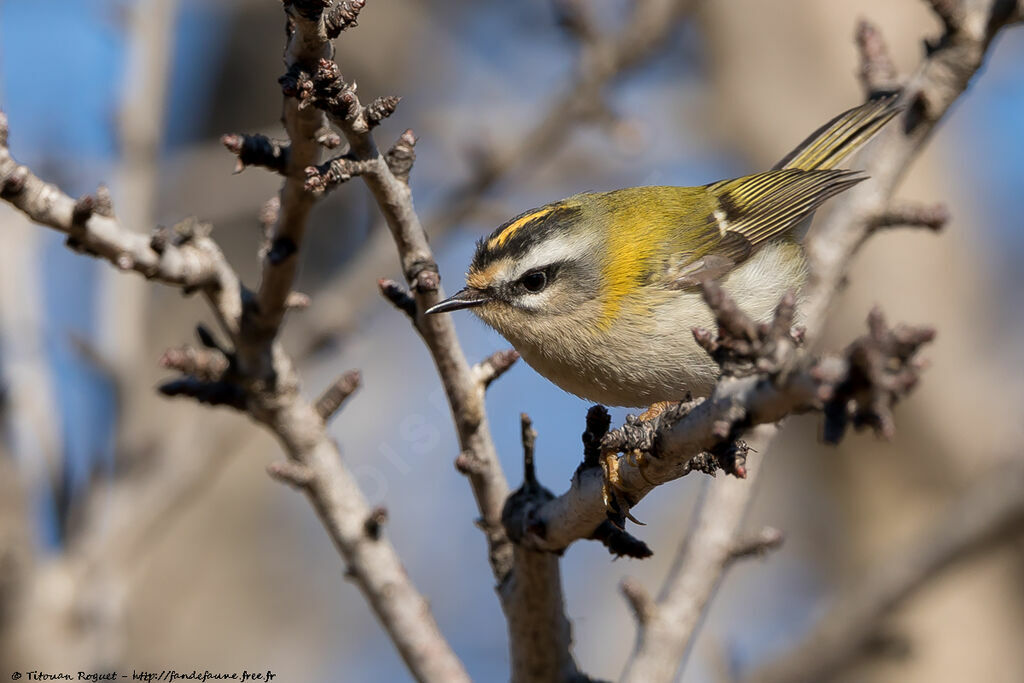 Common Firecrest