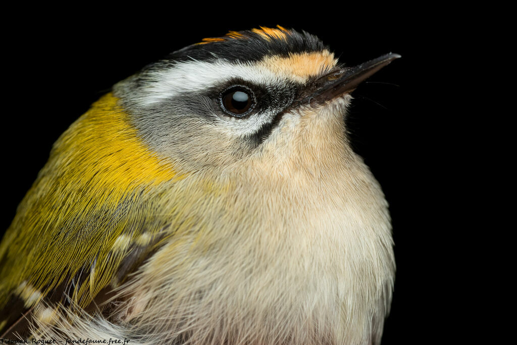 Common Firecrest