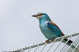 European Roller